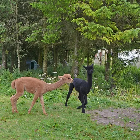 The Alpaca Сasa de vacaciones