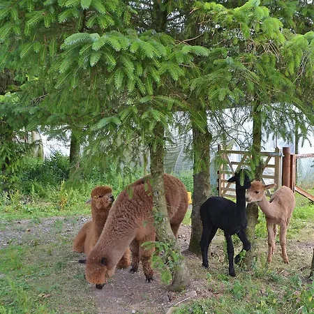 Сasa de vacaciones The Alpaca Arlecdon