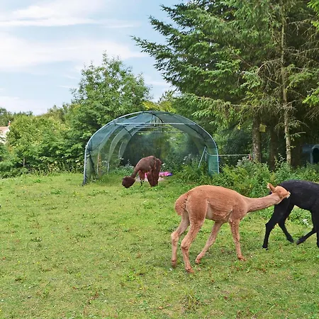The Alpaca