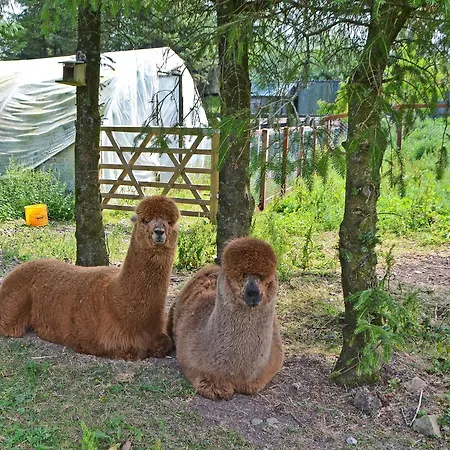 The Alpaca * Arlecdon