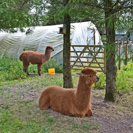 The Alpaca